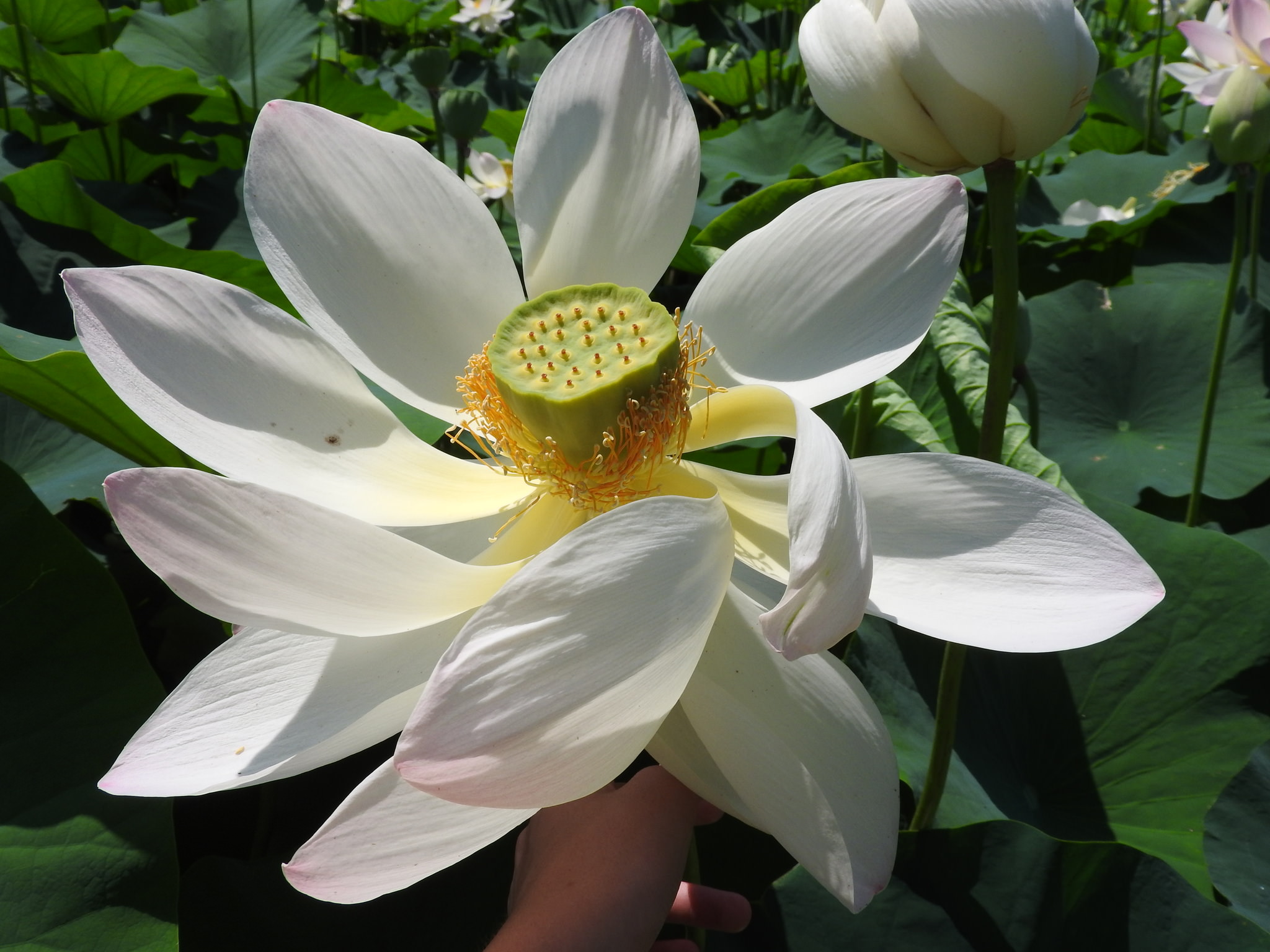 Nelumbo lutea